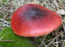Russula